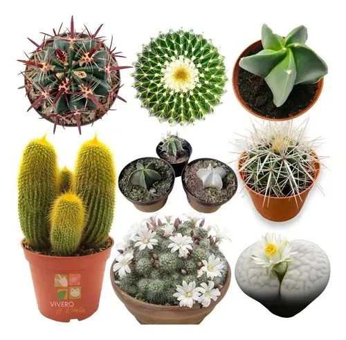 Cactus - N° 6